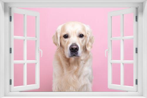 Fototapeta Naklejka Na Ścianę Okno 3D - Portrait of a happy dog looking straight at the camera. Golden Retriever sitting on pink background with space for text. Postcard with a pet