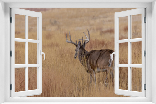 Fototapeta Naklejka Na Ścianę Okno 3D - Buck Whitetail Deer During the Rut in Autumn in Colorado