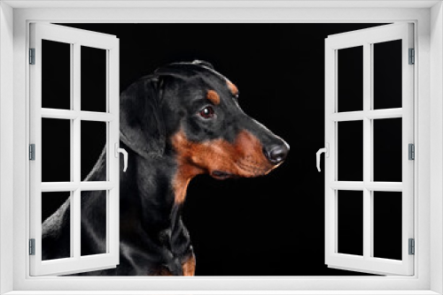 Fototapeta Naklejka Na Ścianę Okno 3D - Portrait of black German Pinscher dog
