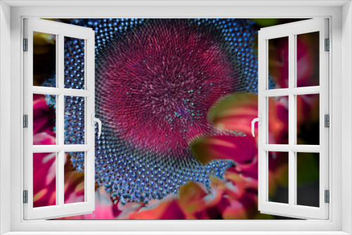 Fototapeta Naklejka Na Ścianę Okno 3D - ultraviolet sunflower red and blue. macro photo