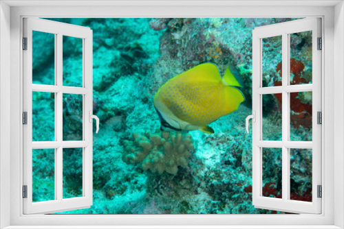 Fototapeta Naklejka Na Ścianę Okno 3D - Pesce farfalla dalle labbra nere, Chaetodon kleinii, sulla barriera corallina