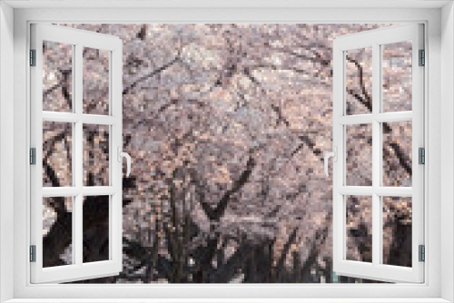 Fototapeta Naklejka Na Ścianę Okno 3D - 京都　背割堤の桜