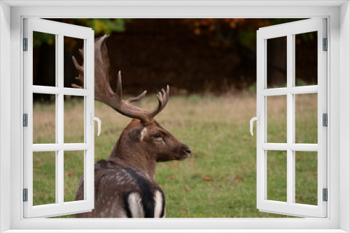 Fototapeta Naklejka Na Ścianę Okno 3D - Close up of a fallow deer on a glade
