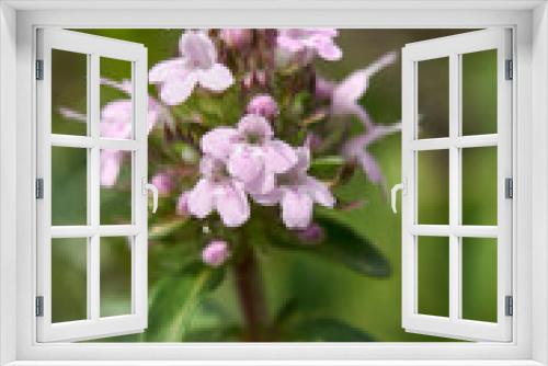 Fototapeta Naklejka Na Ścianę Okno 3D - Thymus longicaulis in bloom