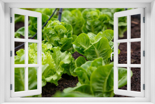 Fototapeta Naklejka Na Ścianę Okno 3D - Organic lettuce grown on the ground,Fresh lettuce in a vegetable garden