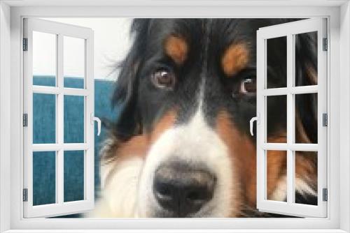 Fototapeta Naklejka Na Ścianę Okno 3D - Bernese mountain dog 