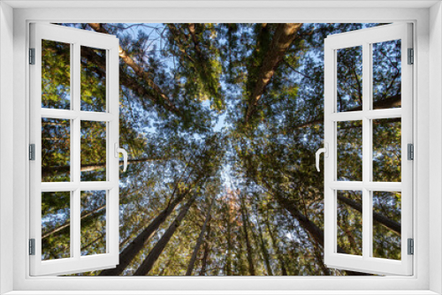 Fototapeta Naklejka Na Ścianę Okno 3D - 針葉樹