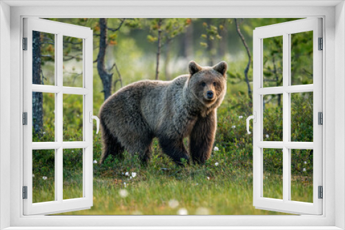 Fototapeta Naklejka Na Ścianę Okno 3D - Brown bear in the summer forest at sunrise. Scientific name: Ursus arctos. Wild nature. Natural habitat..