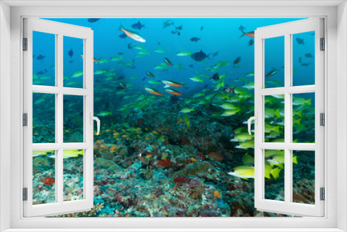 Fototapeta Naklejka Na Ścianę Okno 3D - barriera corallina con spugne, coralli ed un branco di pesci azzannatori striati, Lutjanus kasmira