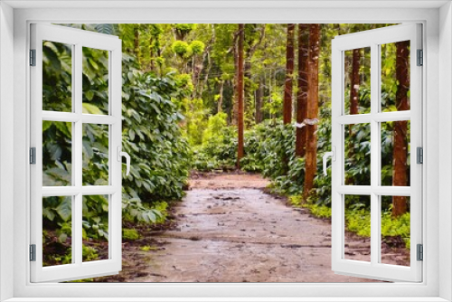 Fototapeta Naklejka Na Ścianę Okno 3D - A walk through a coffee plantation