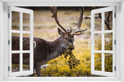 Fototapeta Naklejka Na Ścianę Okno 3D - Wild deer living in a Danish forest