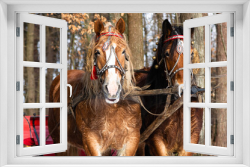 Fototapeta Naklejka Na Ścianę Okno 3D - Zaprzęg koni, sanie