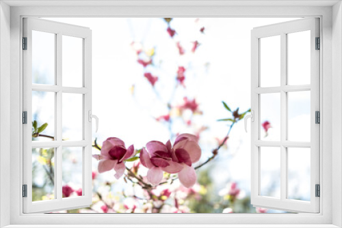 Fototapeta Naklejka Na Ścianę Okno 3D - Blooming branch of magnolia tree in spring time