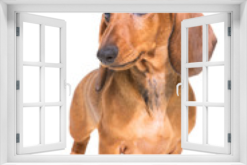 Fototapeta Naklejka Na Ścianę Okno 3D - red dachshund puppy on isolated white