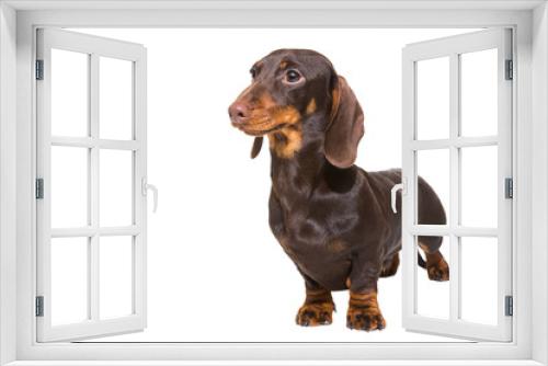 Fototapeta Naklejka Na Ścianę Okno 3D - chocolate dachshund puppy on isolated white