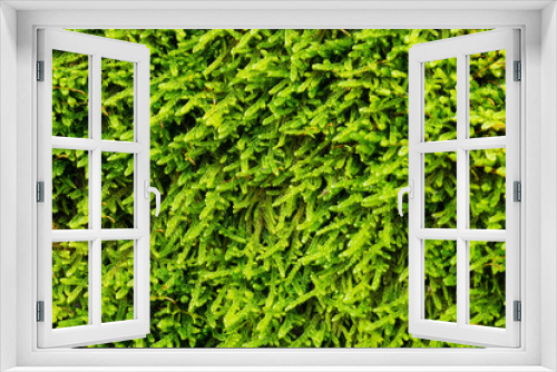 Fototapeta Naklejka Na Ścianę Okno 3D - Beautiful green wet forest moss forms a pattern
