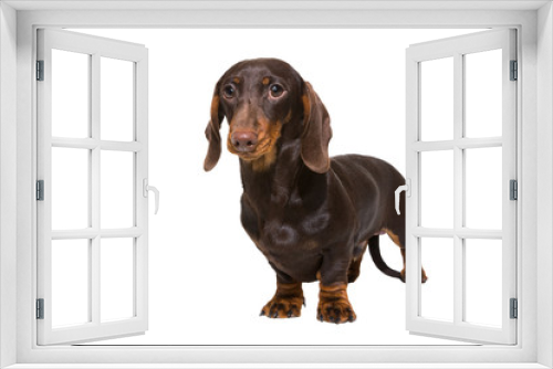 Fototapeta Naklejka Na Ścianę Okno 3D - chocolate dachshund puppy on isolated white