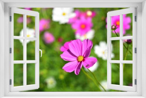 Fototapeta Naklejka Na Ścianę Okno 3D - Colorful flowers and morning sunshine.	
