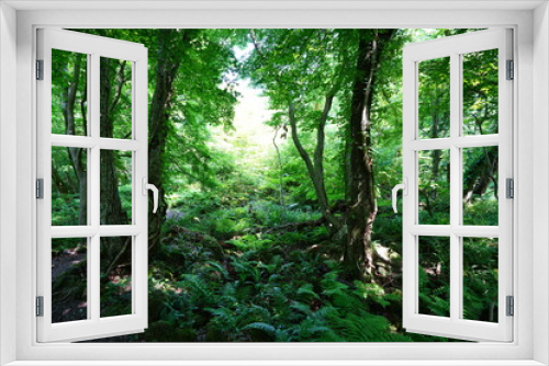 Fototapeta Naklejka Na Ścianę Okno 3D - a lively spring forest with fern and mossy rocks