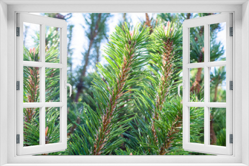 Fototapeta Naklejka Na Ścianę Okno 3D - Detail of fresh spruce fir tree branches with young green needles and cones