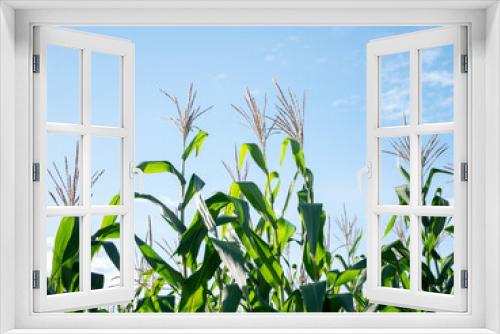 Fototapeta Naklejka Na Ścianę Okno 3D - Corn field in clear day, corn tree with blue cloudy Sky