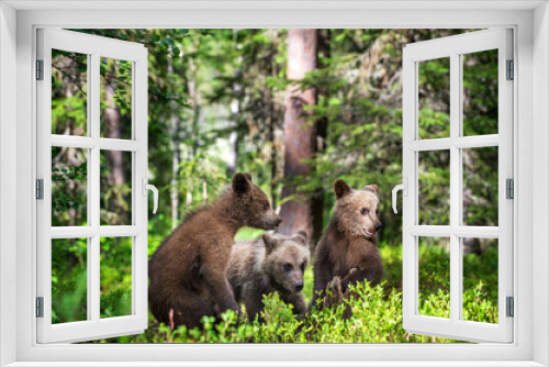 Fototapeta Naklejka Na Ścianę Okno 3D - Brown Bear Cubs playfully fighting in summer forest. Scientific name: Ursus Arctos Arctos. Natural habitat. summer season.