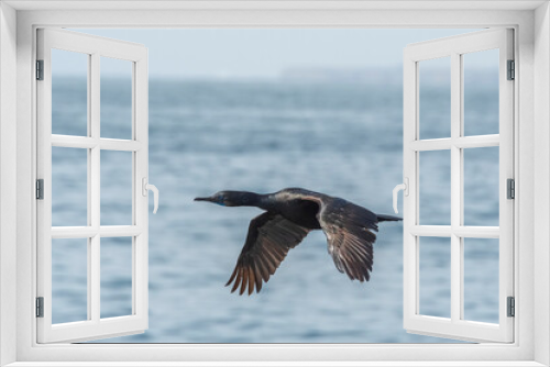 Fototapeta Naklejka Na Ścianę Okno 3D - Brandt's cormorant (Phalacrocorax penicillatus)