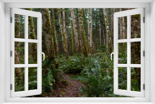 Fototapeta Naklejka Na Ścianę Okno 3D - Path through a mossy forest woods with ferns