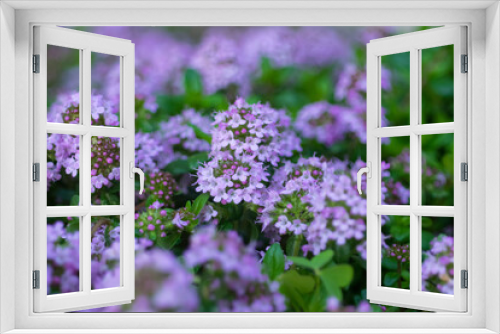 Fototapeta Naklejka Na Ścianę Okno 3D - 庭に咲く花　ロンギカリウス