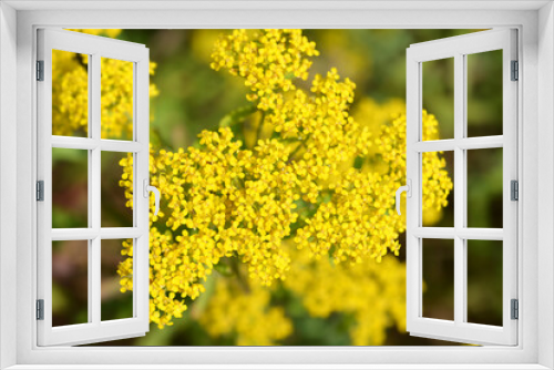 Fototapeta Naklejka Na Ścianę Okno 3D - Yellow tuft