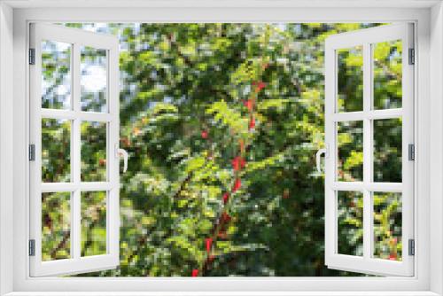 Fototapeta Naklejka Na Ścianę Okno 3D - a twig of a wild rose bush with red prickles