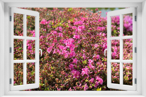 Fototapeta Naklejka Na Ścianę Okno 3D - Floral background with azalea or rhododendron plant
