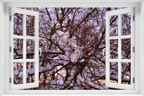 Fototapeta Naklejka Na Ścianę Okno 3D - tree in the snow