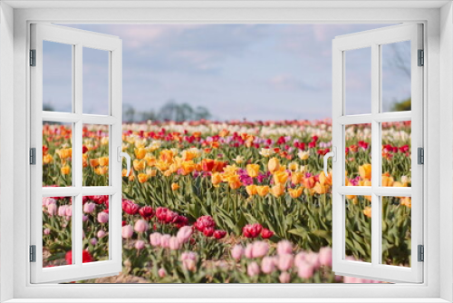 Fototapeta Naklejka Na Ścianę Okno 3D - Blooming Tulips on Agriculture Field