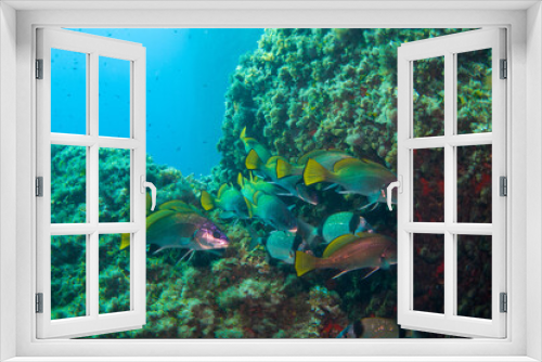 Fototapeta Naklejka Na Ścianę Okno 3D - Diving with fish in the mediterranean sea close to Portofino