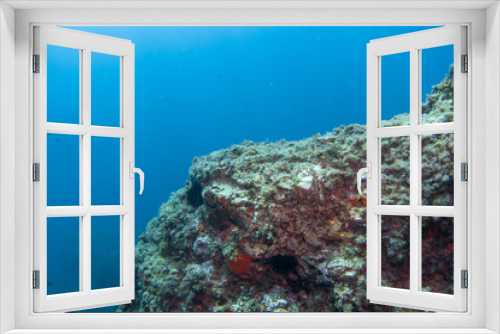 Fototapeta Naklejka Na Ścianę Okno 3D - Corals of the mediterranean sea, close to portofino italy