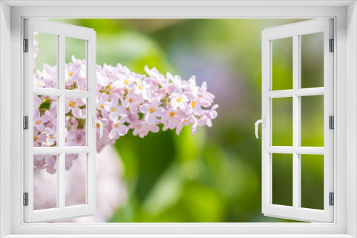Fototapeta Naklejka Na Ścianę Okno 3D - Pink Blooming Lilac Flowers in spring with blured background