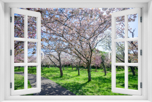 Fototapeta Naklejka Na Ścianę Okno 3D - 満開の桜