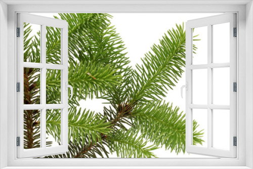 Fototapeta Naklejka Na Ścianę Okno 3D - pine branch isolated on white background 