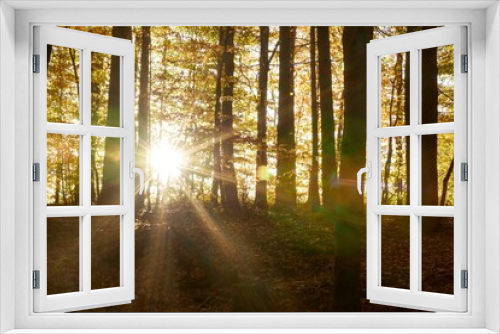 Fototapeta Naklejka Na Ścianę Okno 3D - słońce w lesie