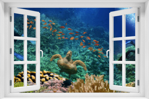 Fototapeta Naklejka Na Ścianę Okno 3D - Coral reef underwater panorama with Group of scuba divers