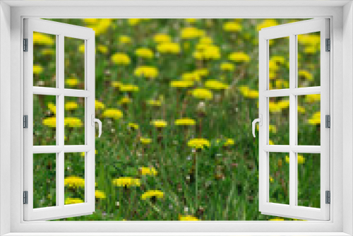 Fototapeta Naklejka Na Ścianę Okno 3D - dandelions and green grass in spring