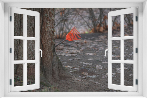 Fototapeta Naklejka Na Ścianę Okno 3D - orange bright rake behind big tree in autumn