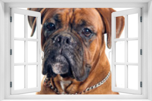 Fototapeta Naklejka Na Ścianę Okno 3D - Boxer dog portrait