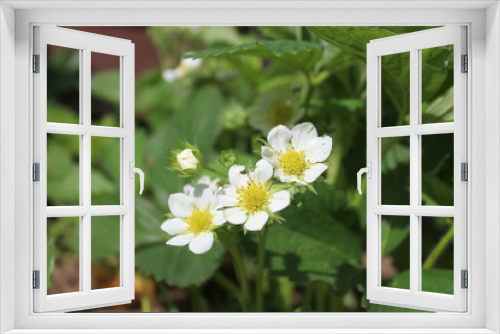 Fototapeta Naklejka Na Ścianę Okno 3D - White strawberry flowers on a green background. Selective focus.