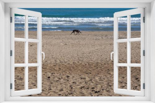 Fototapeta Naklejka Na Ścianę Okno 3D - Perro gris paseando por la orilla del mar