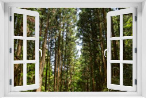Fototapeta Naklejka Na Ścianę Okno 3D - Trail in the woods