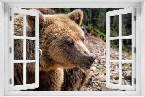 Fototapeta Naklejka Na Ścianę Okno 3D - portrait of brown bear