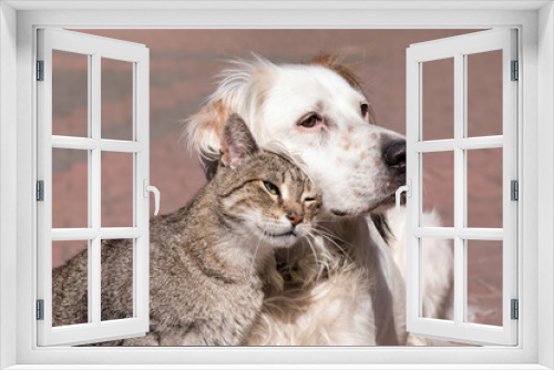 Fototapeta Naklejka Na Ścianę Okno 3D - Dog and cat playing together outdoor. Cat and dog friendship, cat and dog in love
