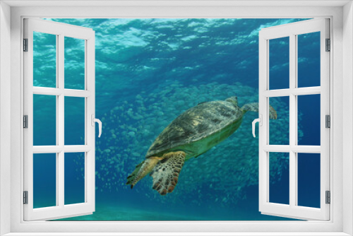 Fototapeta Naklejka Na Ścianę Okno 3D - Meeresschildkröte bei einem Makrelenschwarm 